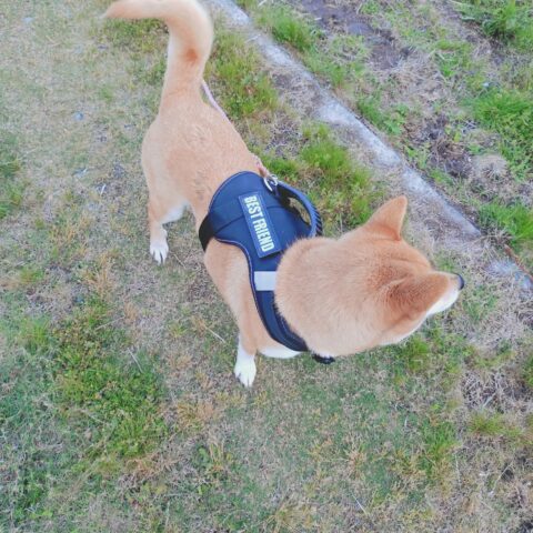 ソラちゃんの新しいハーネスです。