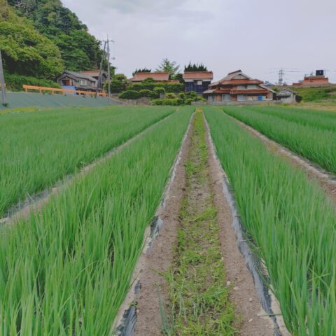 ネギ育成状況