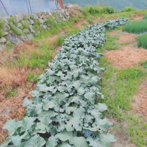 ブロッコリーとトマト