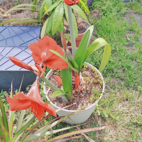 アマリリスが咲きました