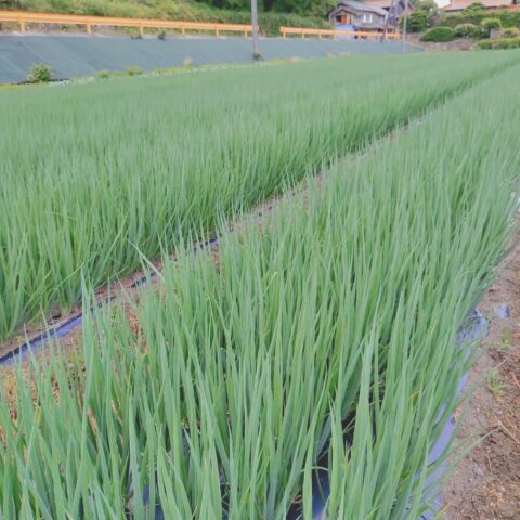 ネギの栽培状況
