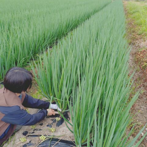 ３月定植ネギの収穫が始まりました。