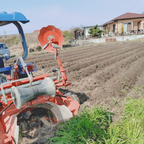 ジャガイモ定植しました。