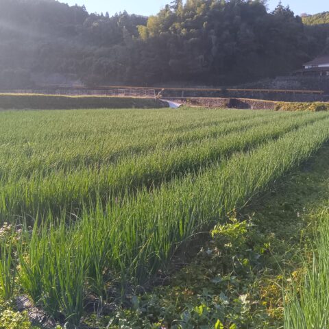 9月定植のネギの様子です。