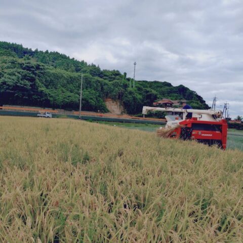 新米