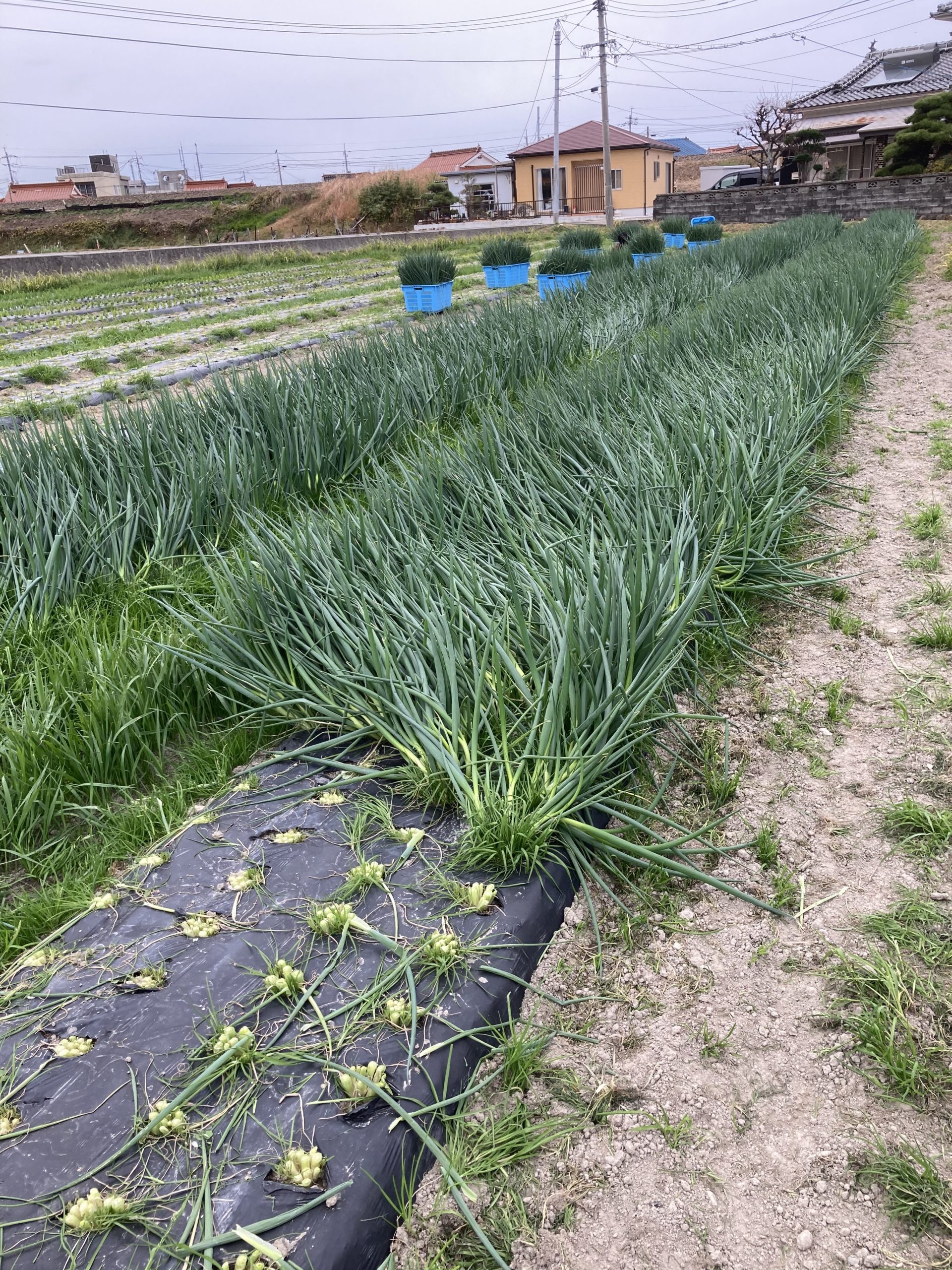 予約販売本 大山山麓栽培期間中農薬 化学肥料不使用栽培コシヒカリ5kg