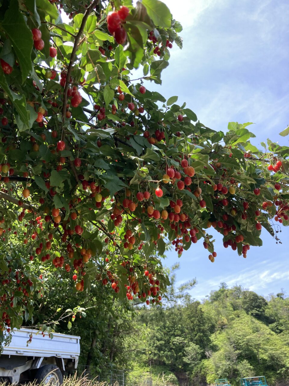 グミの木 山口県阿武町の農業法人 明楽農園 グミの木 山口県阿武町の農業法人 明楽農園